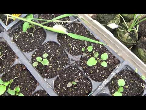 Video: Johnny Jump Up Planting Tips - Care Of Johnny Jump Ups In Gardens