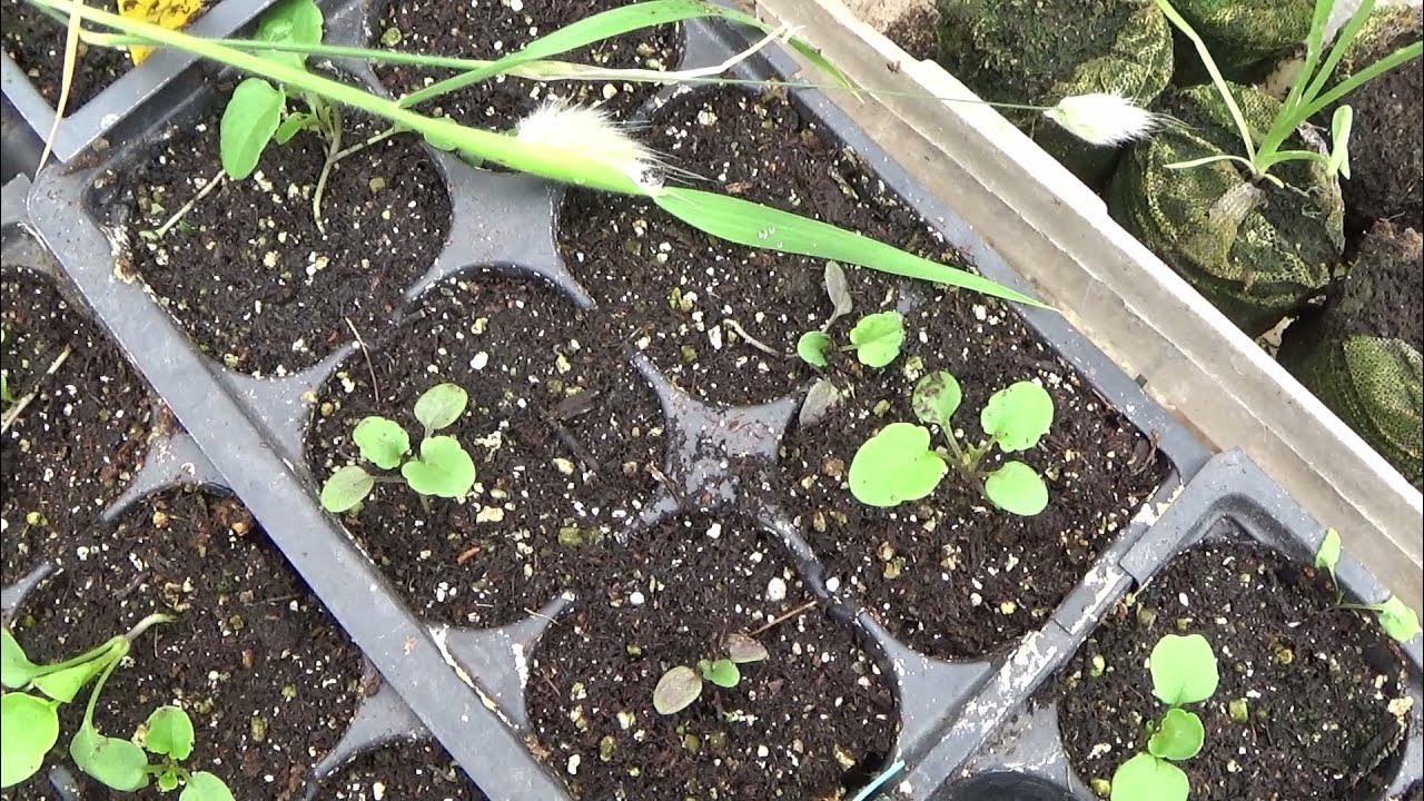 How To Sow Johnny Jump Up Seeds, Johnny Jump Up Seedlings Update YouTube