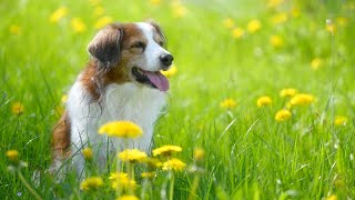 Walking with Riley | Kooikerhondje