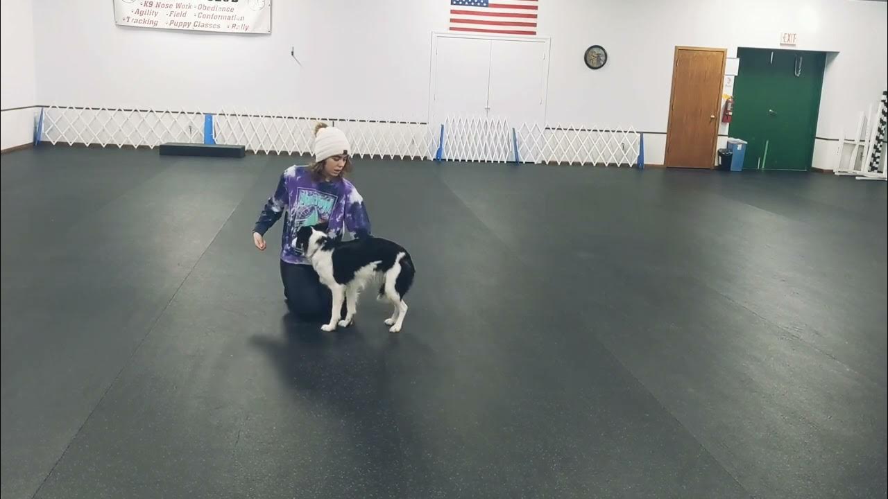 How To Desensitize Your Dog To Touch YouTube