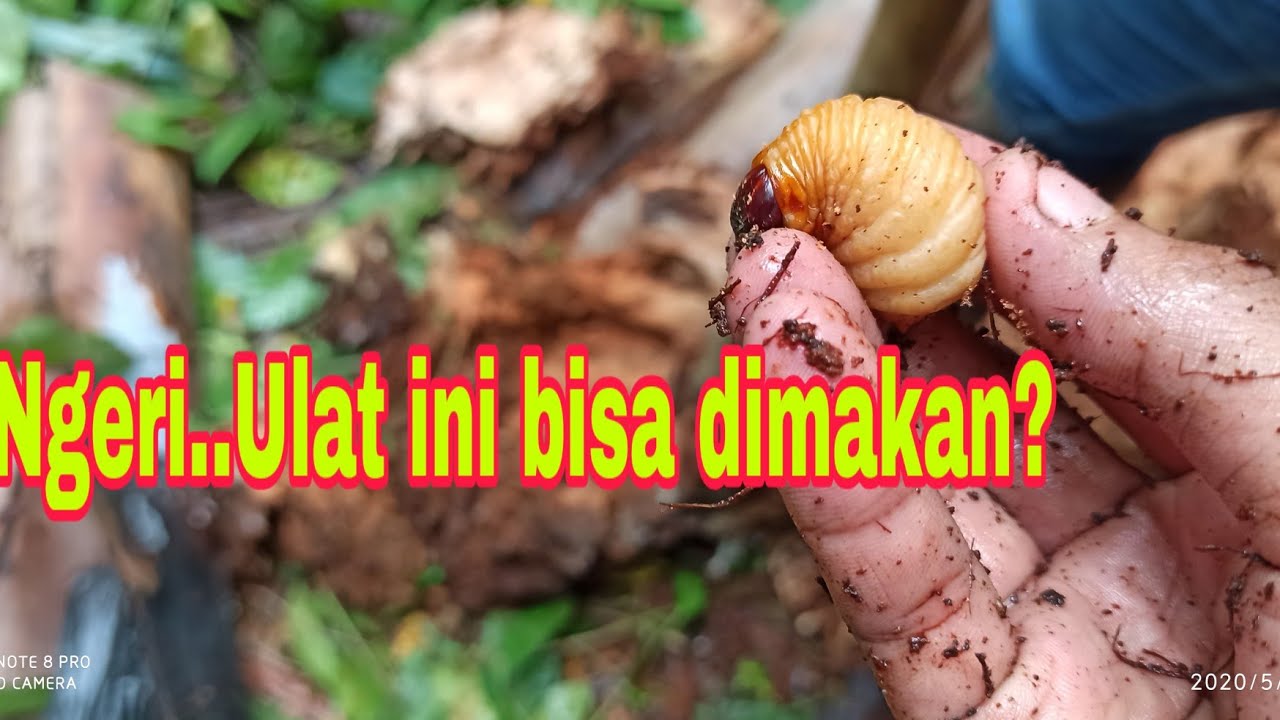 cara mencari ulat sagu 