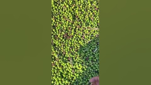 olives sorting