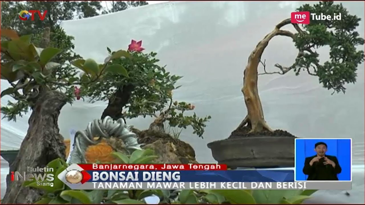 Inilah Bonsai Bunga Mawar Yang Unik Di Dataran Tinggi Dieng Berminat Bis 21 10 Youtube