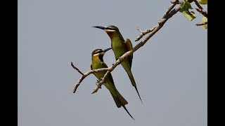 Jambo Kenya  Lake Baringo & Kerio Valley Wildlife (Episode 3)