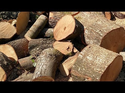 Video: Drying wood at home: types of wood, drying technology, methods, drying times and advice from home craftsmen