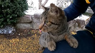 寒さの中でも元気に走り回る野良猫
