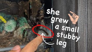 She grew a Small Stubby Leg !!!   [+ BONUS tarantula POOP CLEANING]