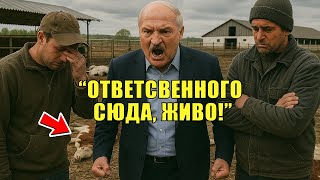 Массовый падёж скота на ферме — Лукашенко в ярости: "Найти и наказать!"