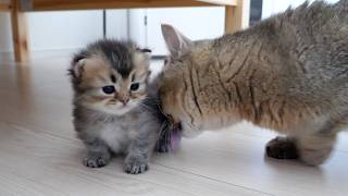 That kitten is growing up to be loved by the whole family!