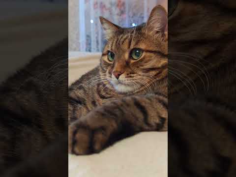 Крутые родители 🙀😉🤔🤣 #cat #кот #юмор #котушка #приколы #цитаты #смех #мем
