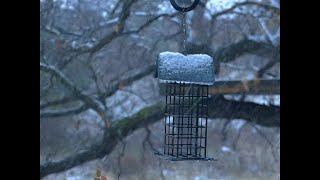 ✦ free bones x surrenderdorothy type beat "firstsnowfall"