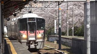 桜が咲く金光駅を発着する115系、227系普通列車・団体列車
