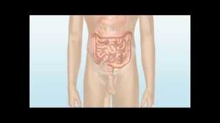 Information How the bowel works Update