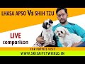 Difference between Lhasa Apso and Shih Tzu dog | Compare Lhasa Apso vs Shih Tzu