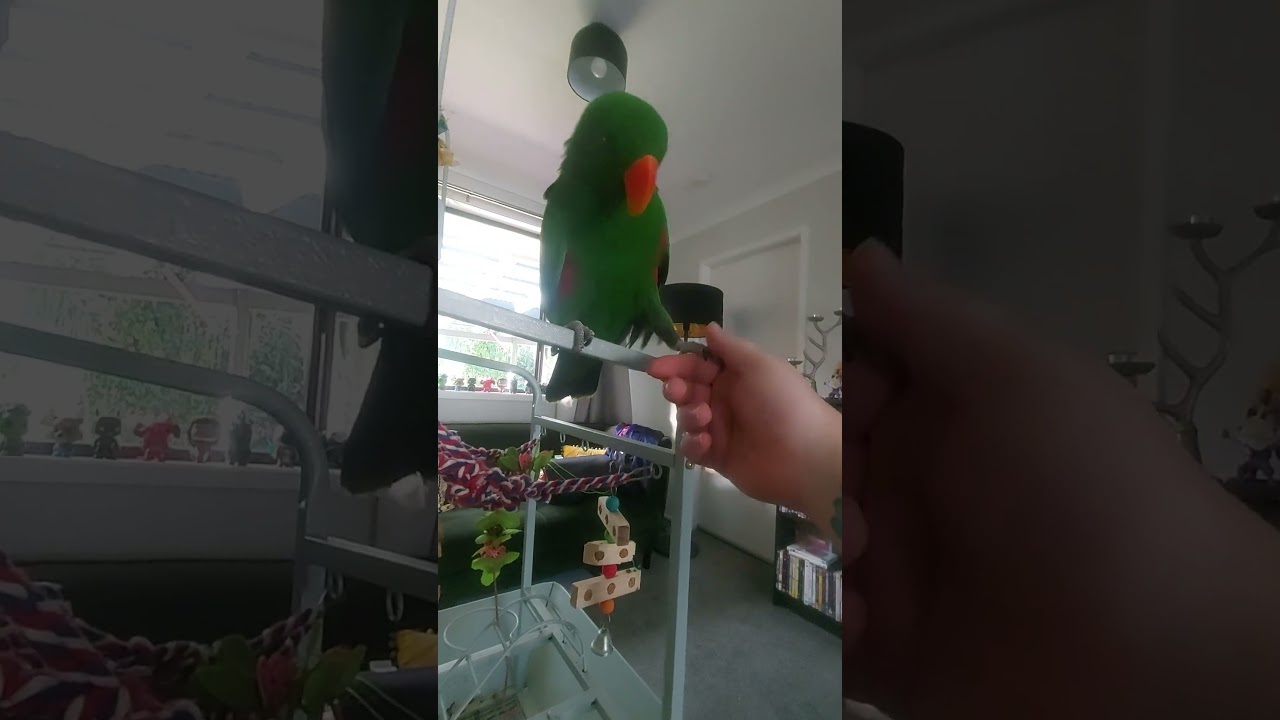 Teaching my son to shake hands. 