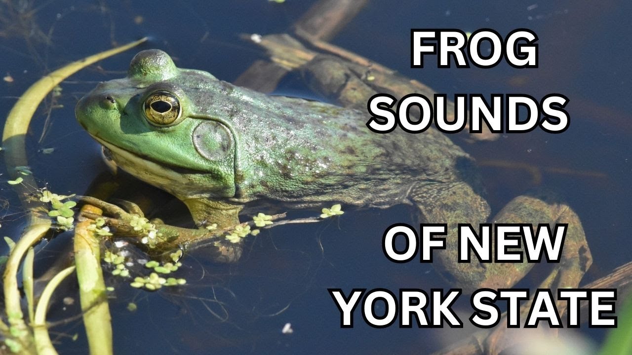 Frog Sounds of New York