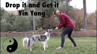 Proofing Drop it and Get it  - Dog Training by Kikopup