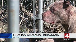 Detroit family searching for answers after stray pit bull enters yard, attacks family dog Detroit family searching for answers after stray pit bull enters yard, attacks family dog