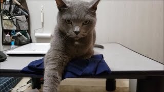 久々のＴシャツ取り合いバトル勃発！