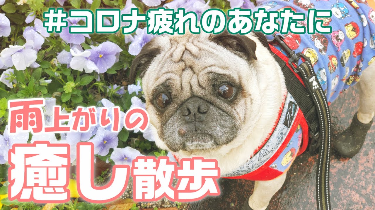 コロナ疲れのあなたに 雨上がりの朝 パグ犬小虎と癒しの散歩 パグログ 0216 Youtube