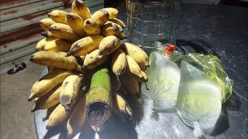 Hướng dẫn cách làm rượu chuối tốt cho sức khỏe để đón tết|| Quê Hương Biên Giới