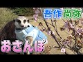 【ミーアキャット】吾作と尚弥のお花見さんぽ