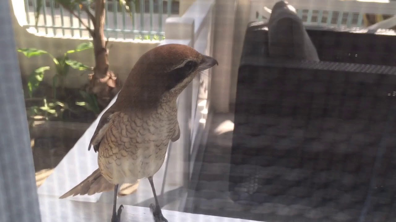 Visit from a brown shrike 