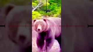 Giant Bear in My Scope! Unbelievable Close Encounter #BearHunting#WildEncounter#HuntingAdventure