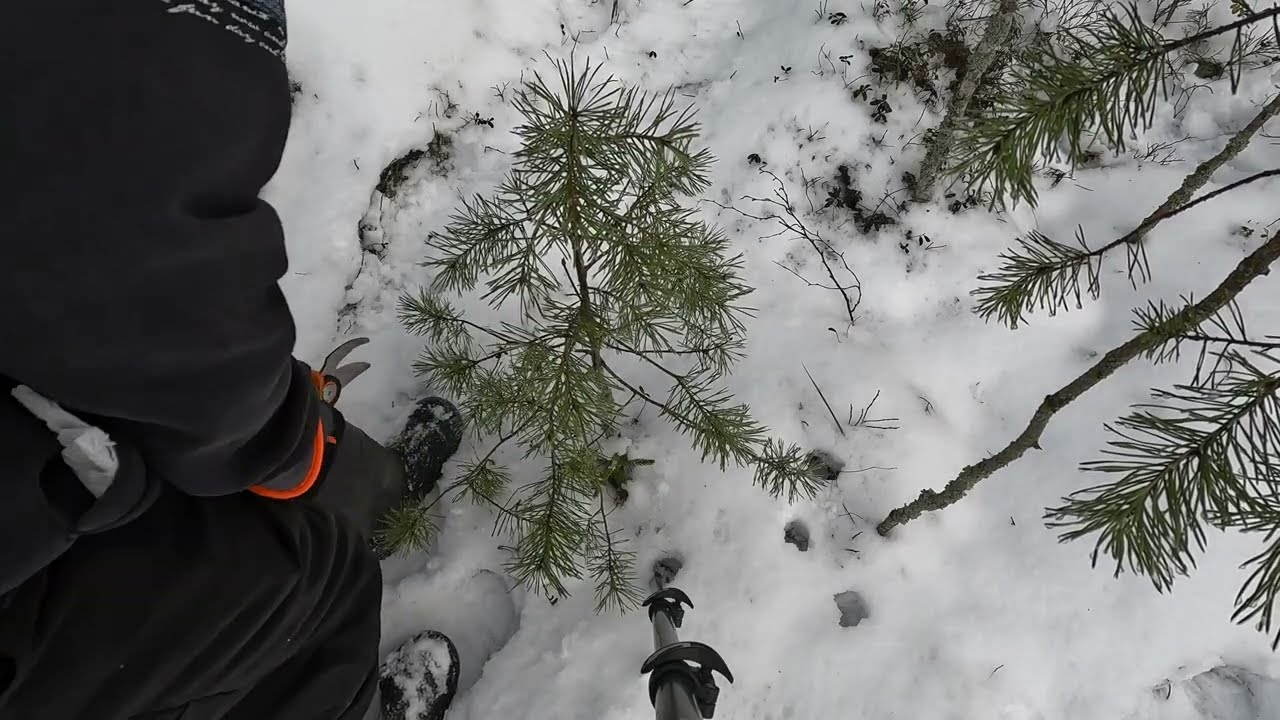 Pruning small pine trees