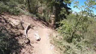 Middle of Exploration Trail (Lake Arrowhead / Keller Peak) on Mountain Bike (fall at 9.00 Min)