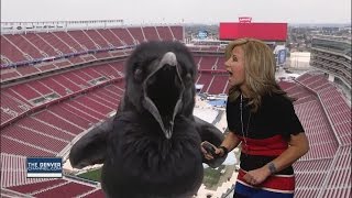 Bird Photobombs Meteorologist Resimi