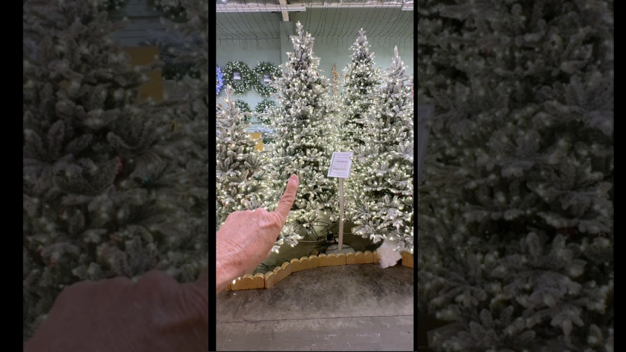 More Aldik Christmas & Our New Trees!