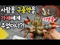 사람용 회충약을 기생충에 감염된 가재에게 주었더니??? 인간용 구충제 과연 가재 기생충에게도 효과가 있을까?