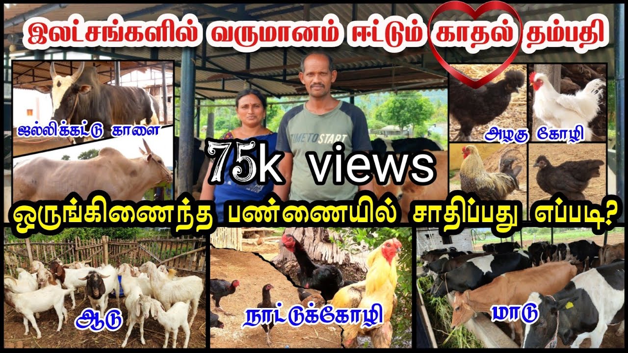 இலட்சங்களில் வருமானம் ஈட்டும் தம்பதி || ஒருங்கிணைந்த பண்ணையில் சாதிப்பது எப்படி? ||ஆடு, மாடு, கோழி||
