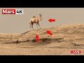 Perseverance Rover Latest Images: SOL 1573 | NASA Mars Rover Sends Mars 4K Footage | Mars In 4K
