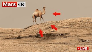 Perseverance Rover Latest Images: SOL 1573 | NASA Mars Rover Sends Mars 4K Footage | Mars In 4K