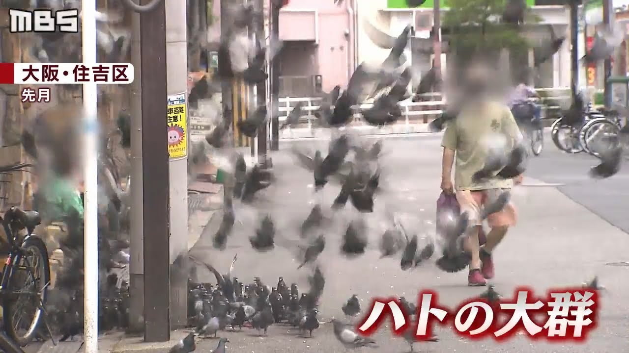 特集 異様な数のハト まだ続く迷惑エサやり 条例できたのにナゼ 住民らは 市の対応 にも憤懣 2020年8月3日 Youtube