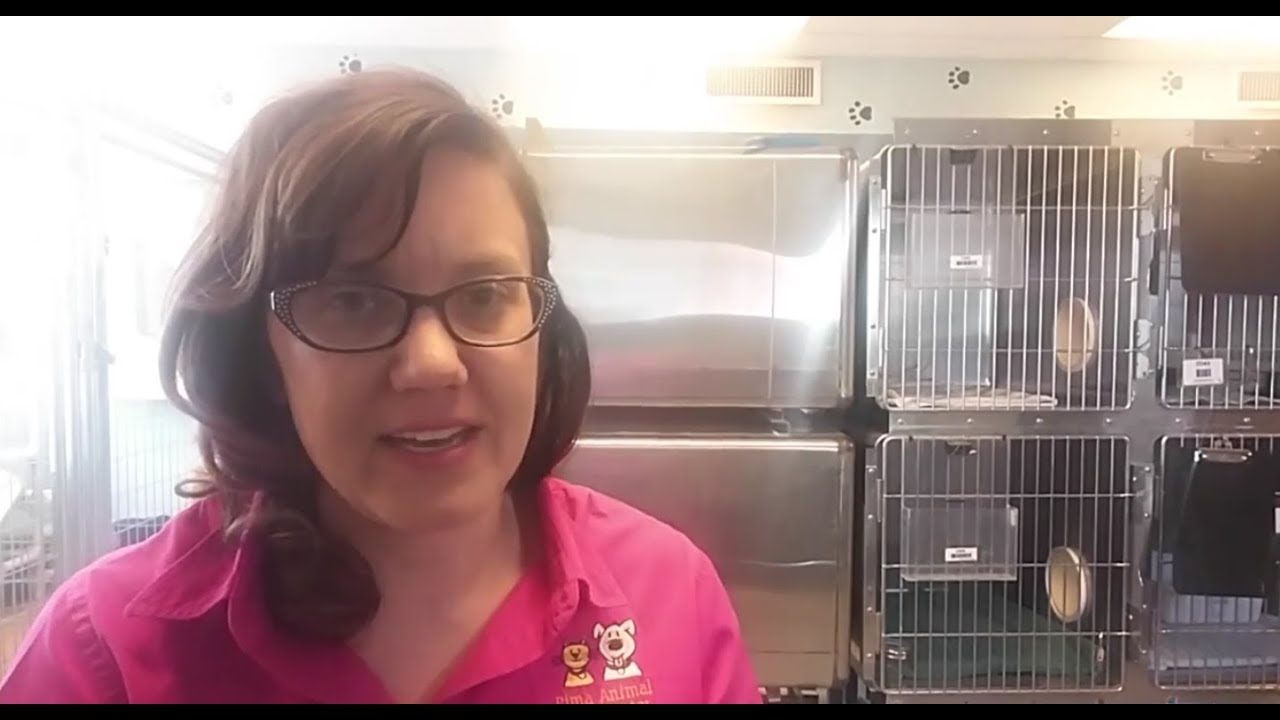 camera iphone 8 plus apk Community Cat Shelter Neuter Return Testimonials - long version