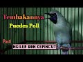 Cucak Ijo guacor isian burung kecil volume pedas || pasti ngilerr