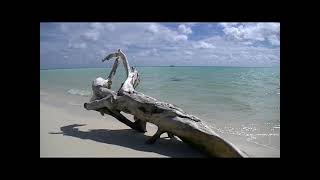 Palau - Visiting Helen Reef Conservation Area