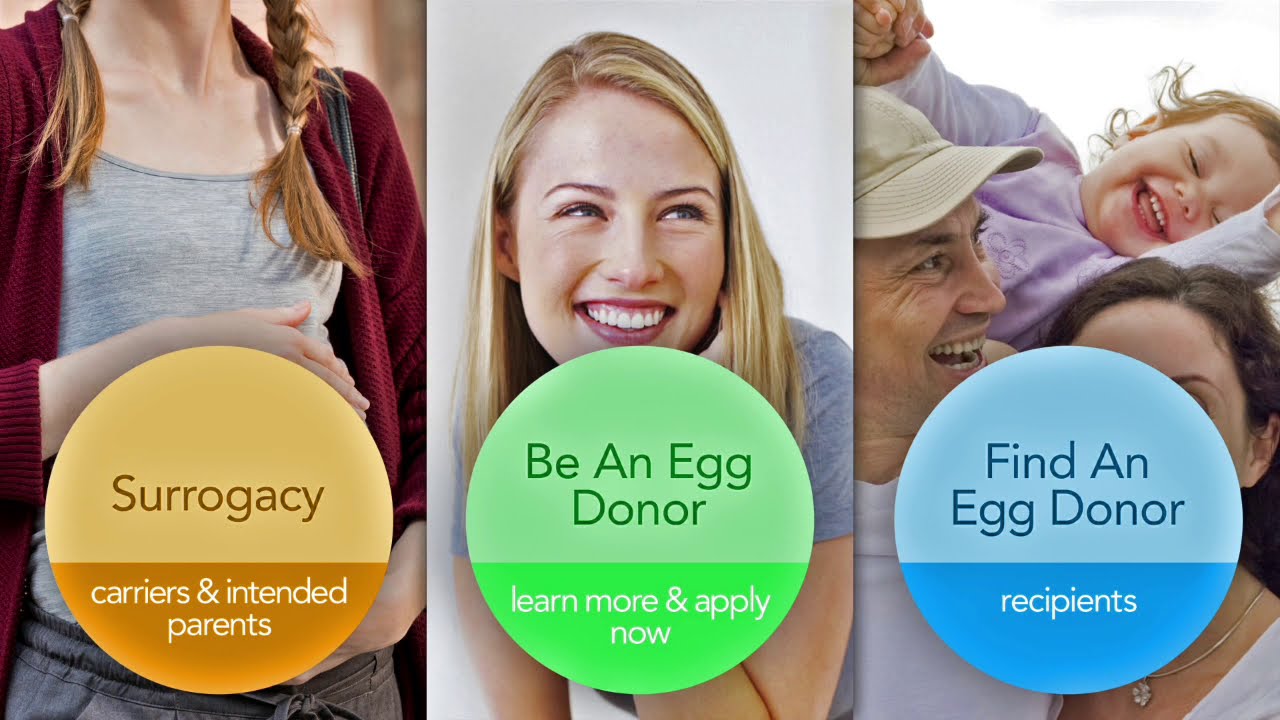 The Process and Cost of Donating Eggs Factors to Consider