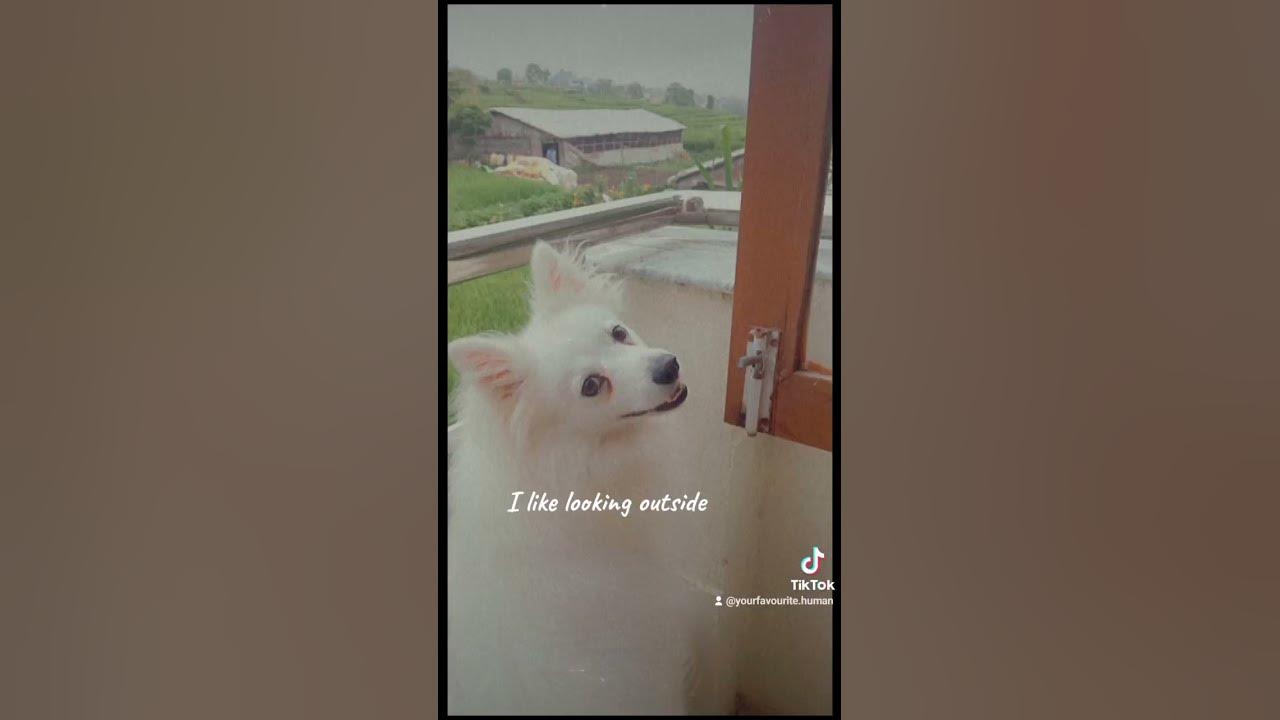 her-over-anyone-else-nepali-cutedog-love-megustastu-trend-youtube