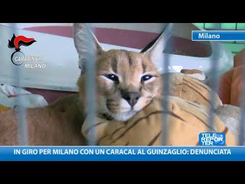 Video: Caratteristiche Di Tenere Un Caracal A Casa