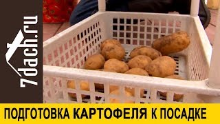 🥔 Подготовка Картофеля К Посадке: Проращиваем Правильно - 7 Дач