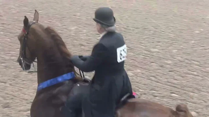 Judy and Teddy championship