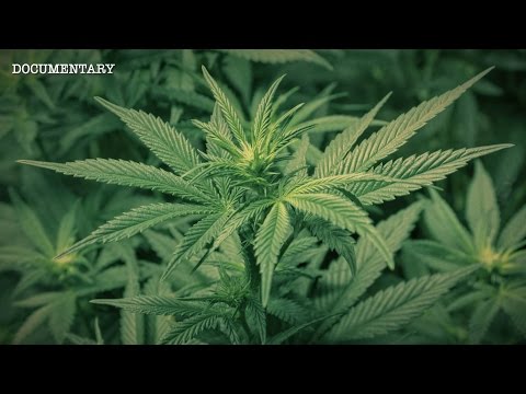 The Most Powerful Plant on Earth? | The Hemp Conspiracy | Documentary