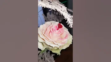 С праздником Весны милые женщины 