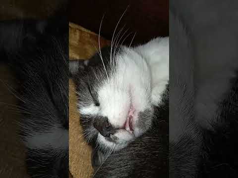 Коты отказываются ловить мышей) 🐁