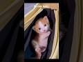 so cute baby 🍼🍼...#CatLove#PetEmotions#MissYou#CuteCats