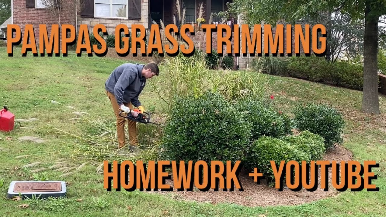 Pampas Grass Trimming Homework with Spencer Lawncare YouTube